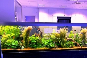 Suesswasseraquarium_1600L_Office_Teaser