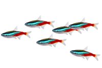 swarm-of-neon-tetra-paracheirodon-innesi-freshwater-fish-isolated-picture-id504223086